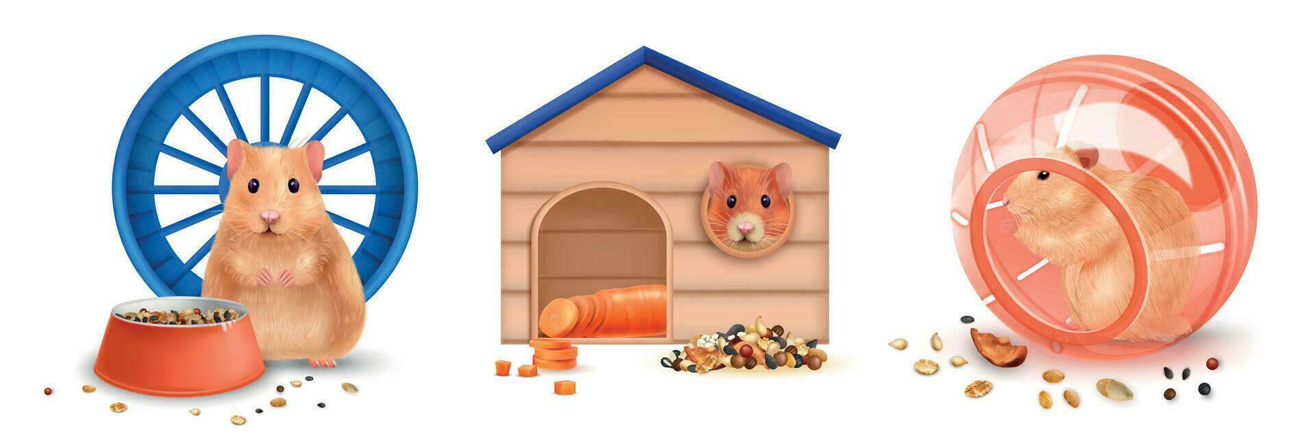 Realistic Hamster Compositions vector