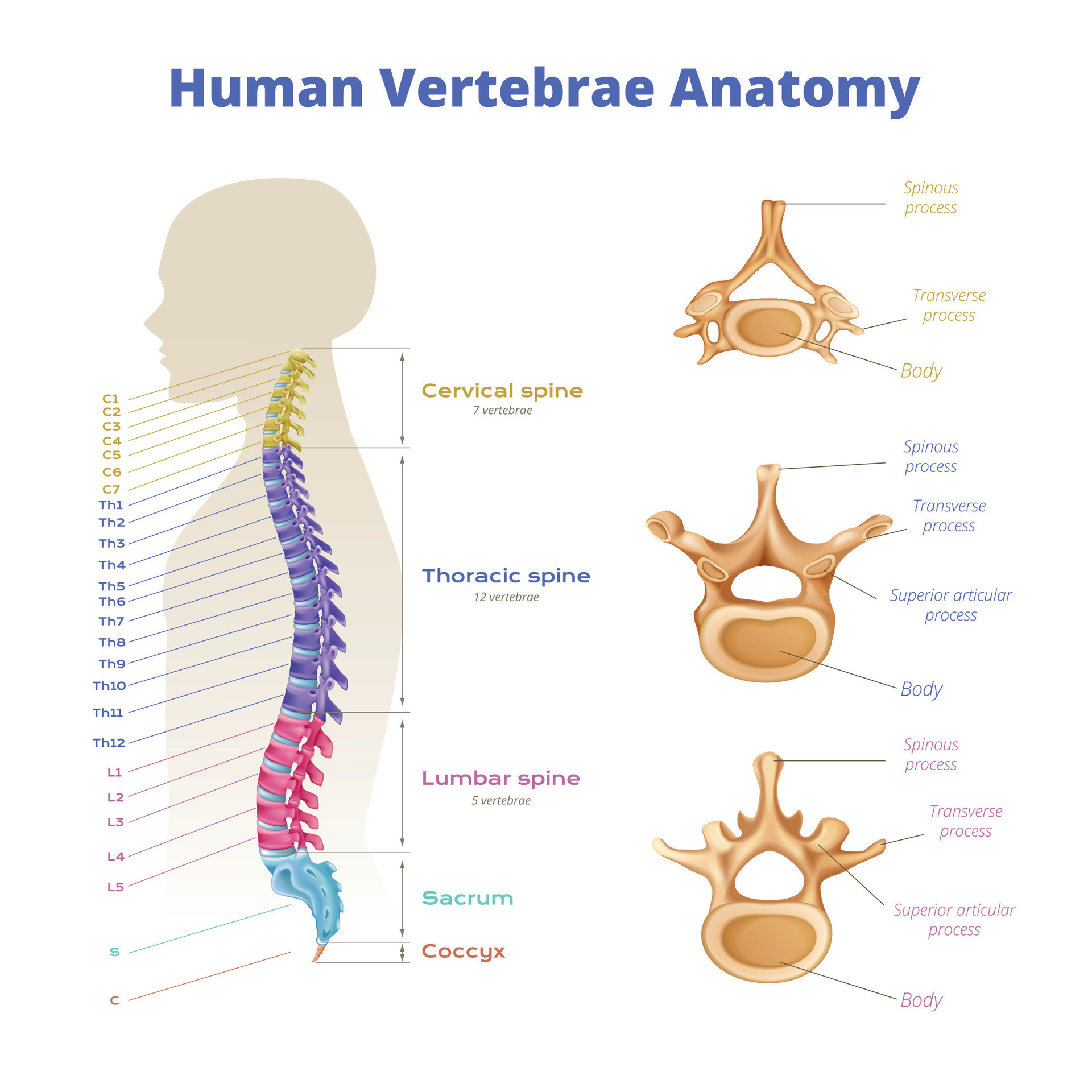 Human Vertebrae Anatomy Infographics 24854044 Vector Art at Vecteezy