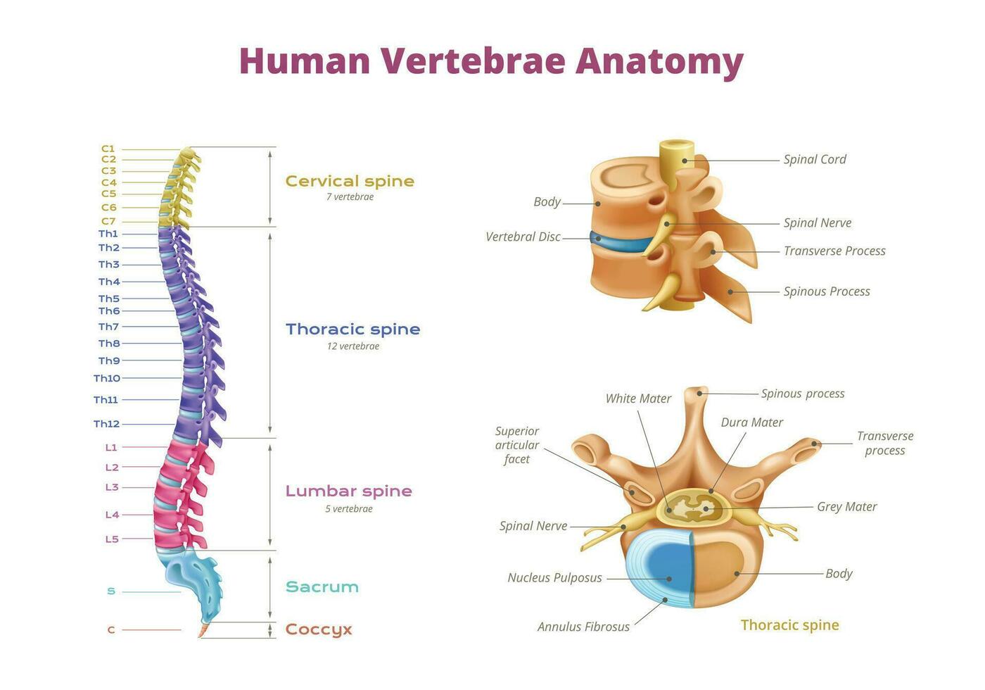 humano vértebras diagrama infografia vector