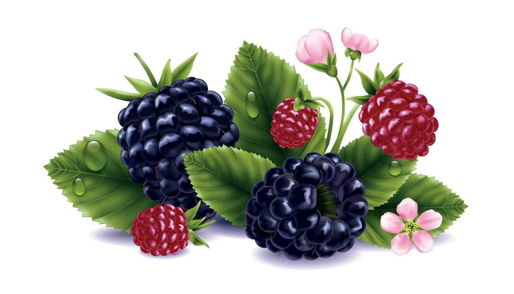 Blackberry Realistic Composition vector