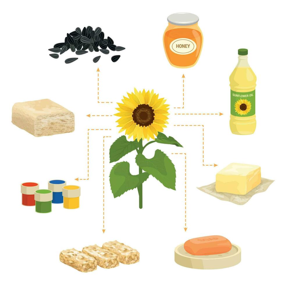 girasol hecho productos composición vector