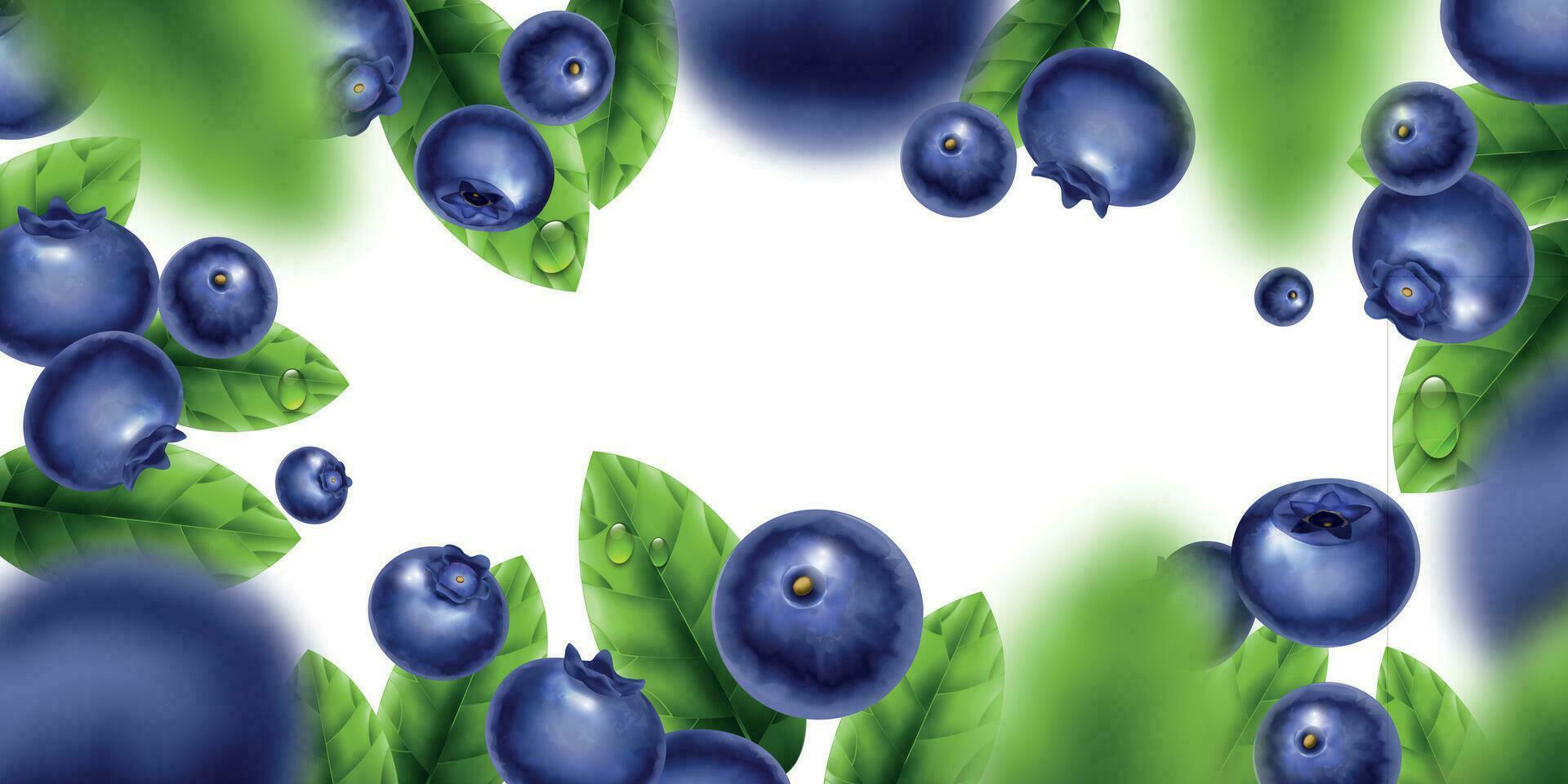 Realistic Blueberry Background vector