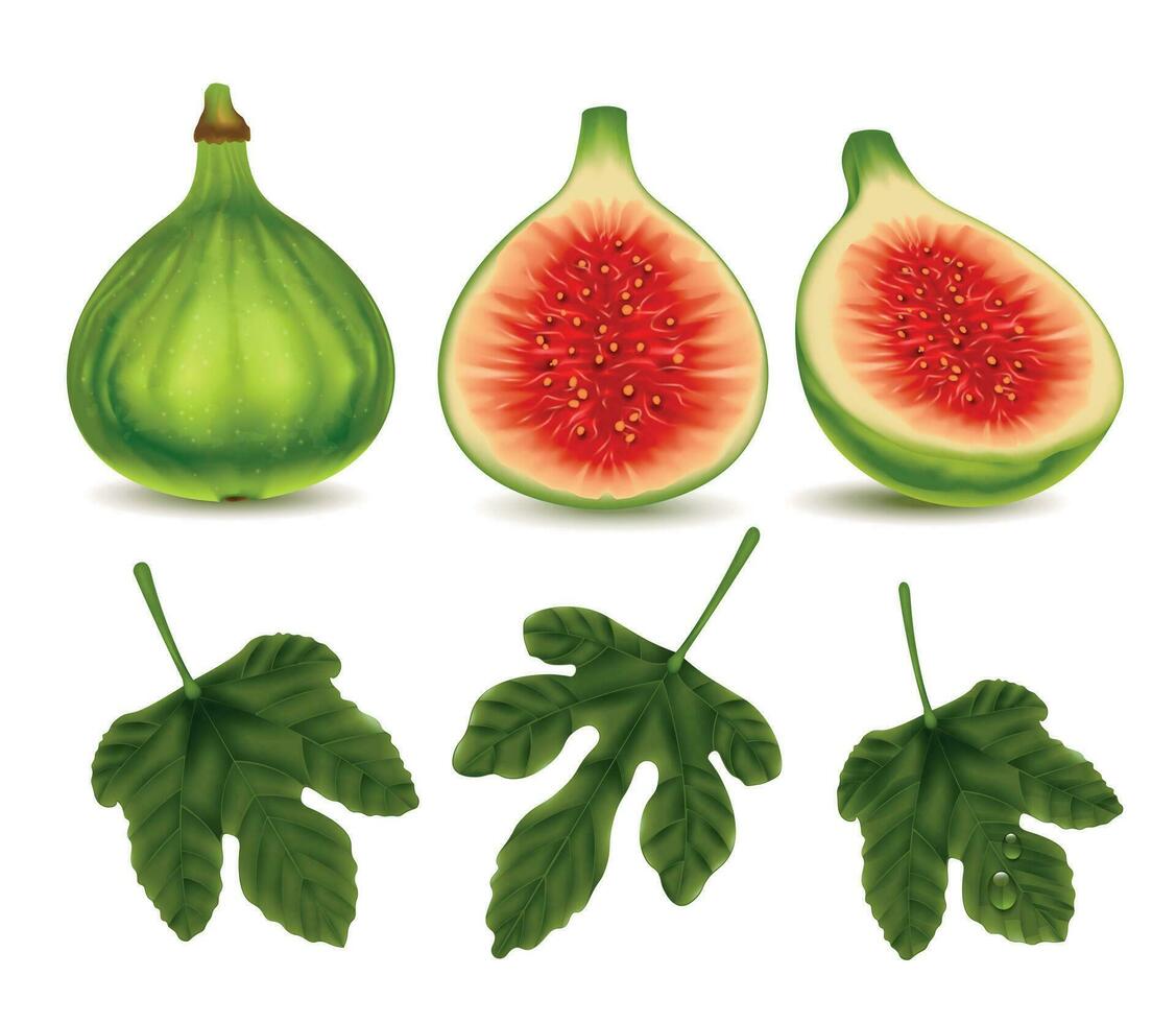 Green Fig Realistic Set vector