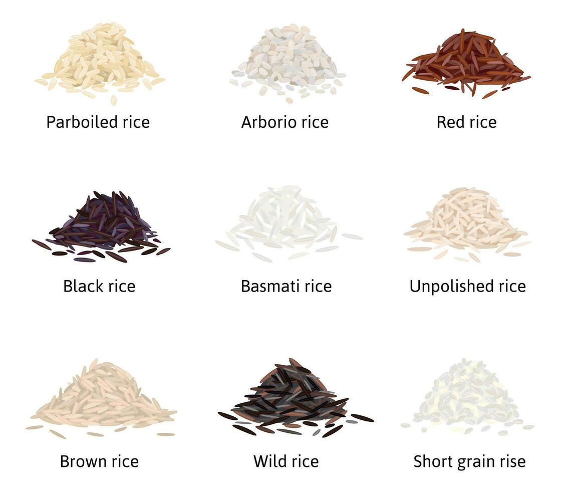 Rice Types Flat Set vector