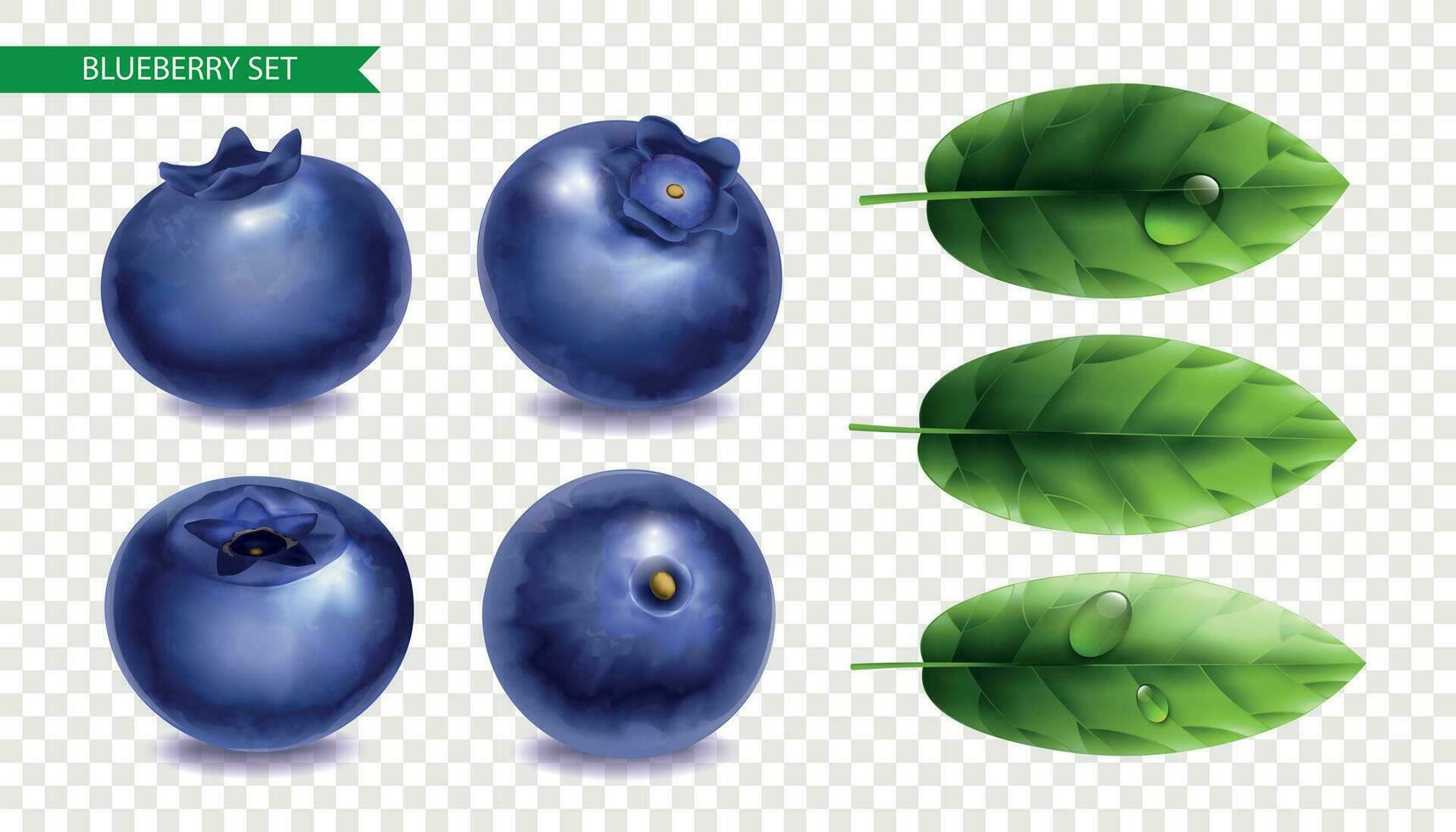 Blueberry Realistic Set vector
