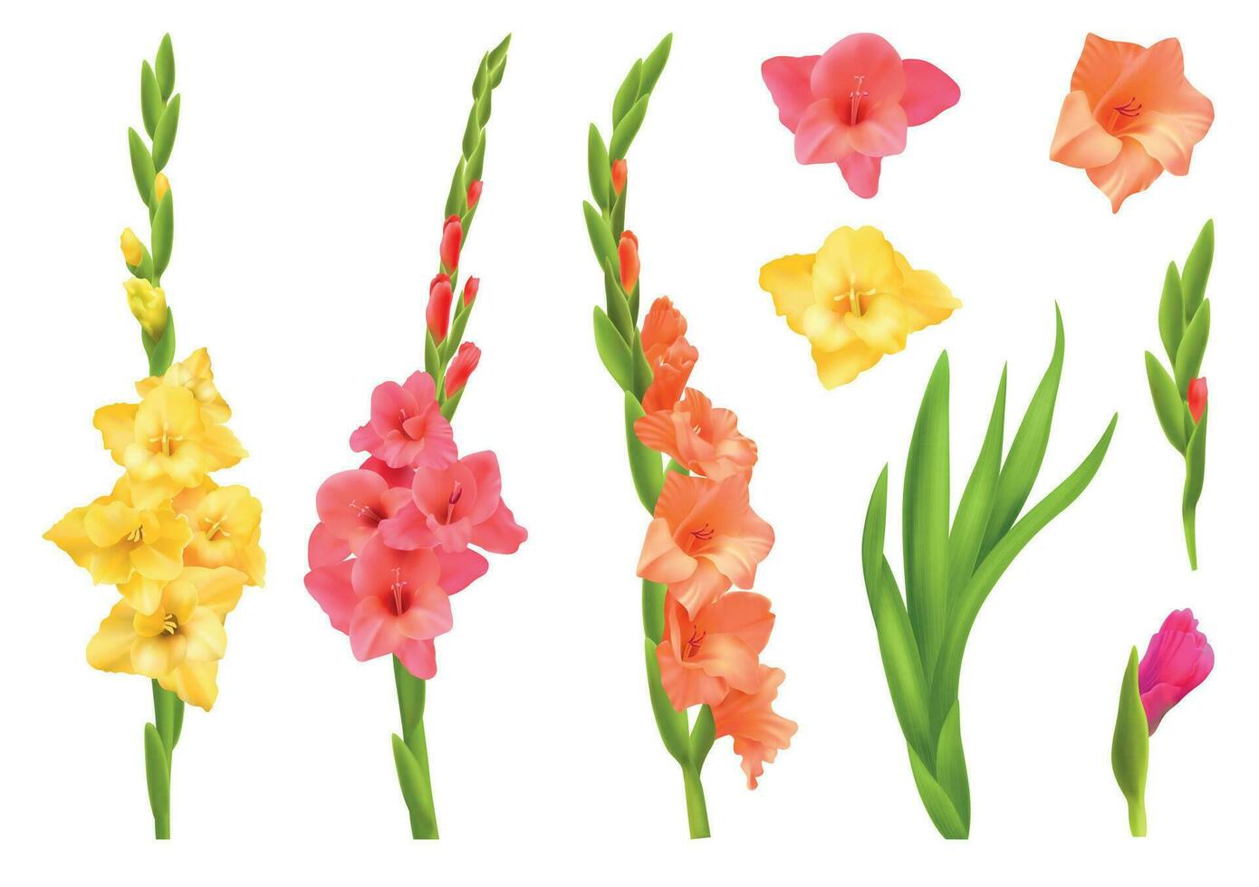 Gladiolus Realistic Set vector