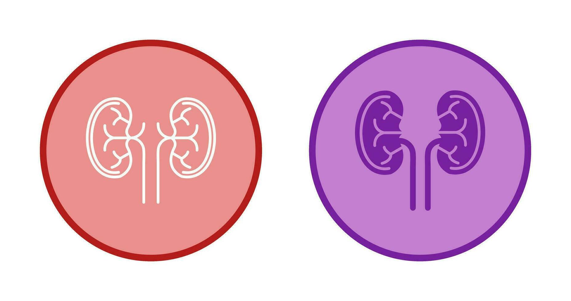 Kidney Vector Icon