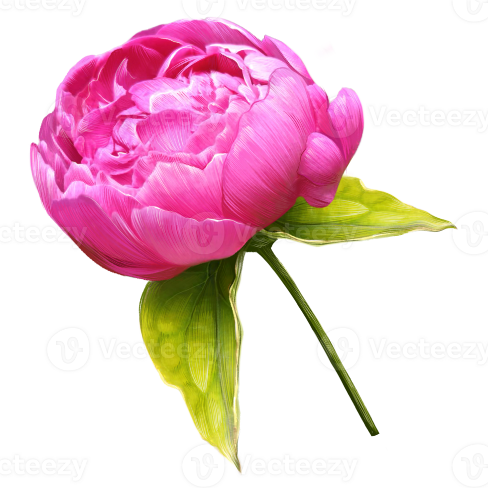 peony bud with leaves large illustration png