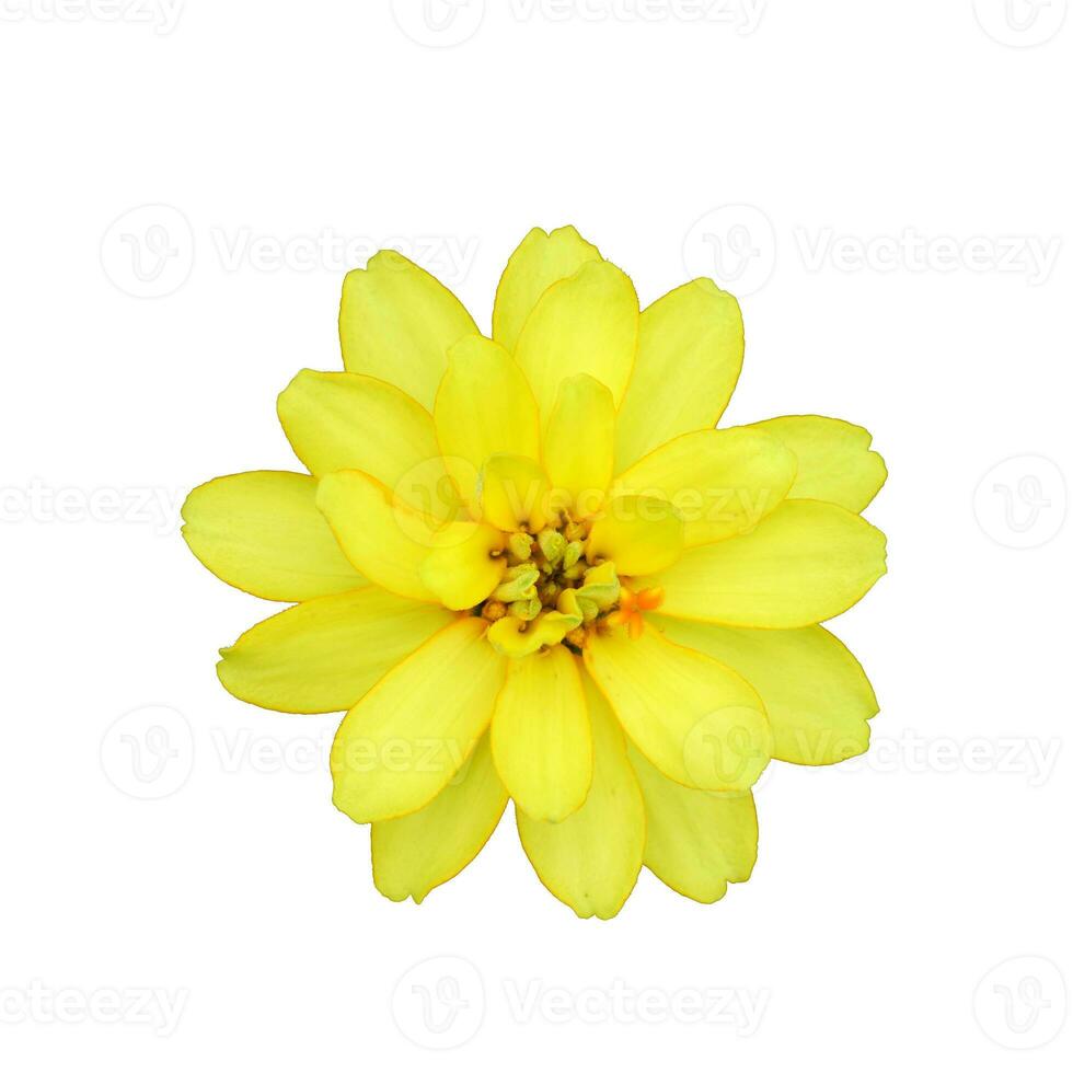 flowers on a white background photo