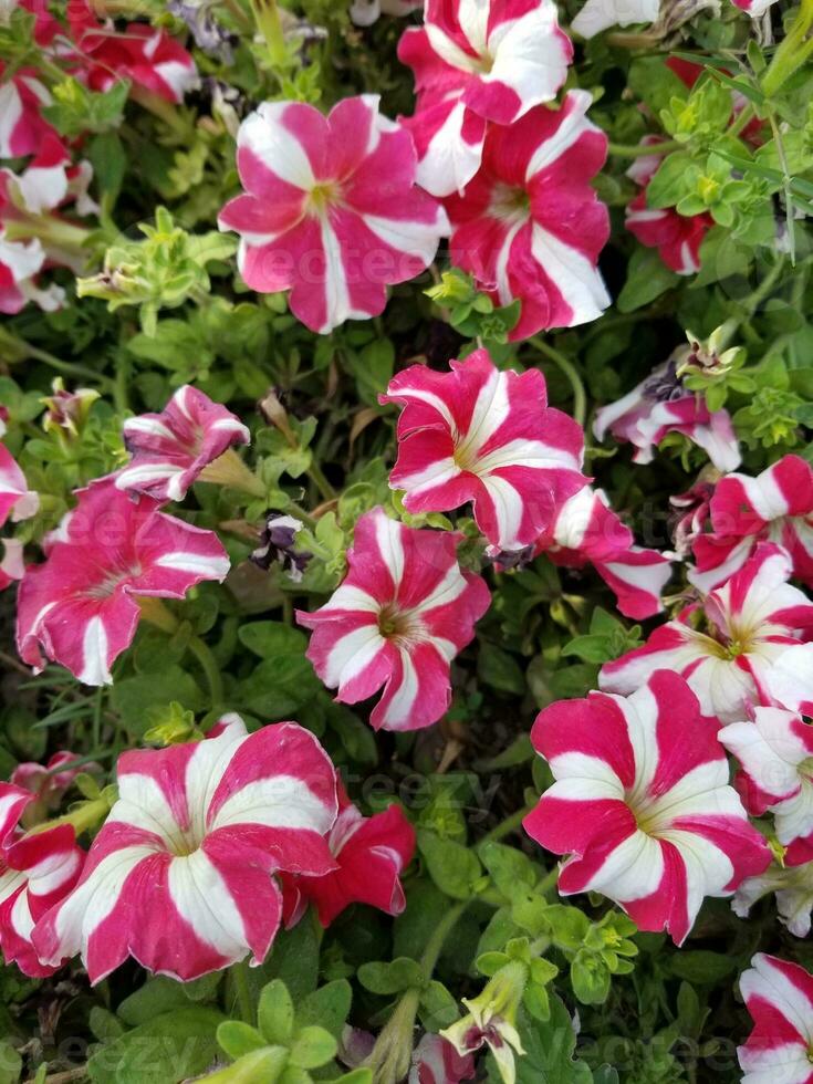 Star Petunia axillaris flower photo