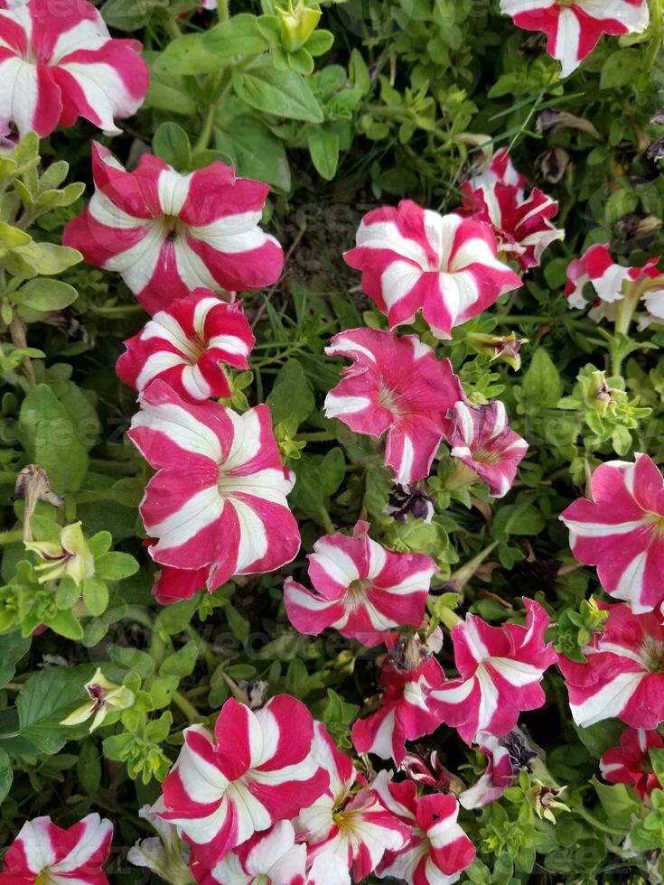 Star Petunia axillaris flower photo