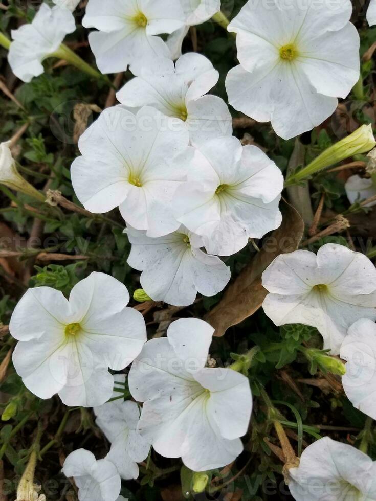 Surfinia, Petunia axillaris, the large white petunia, wild white petunia or white moon petunia photo