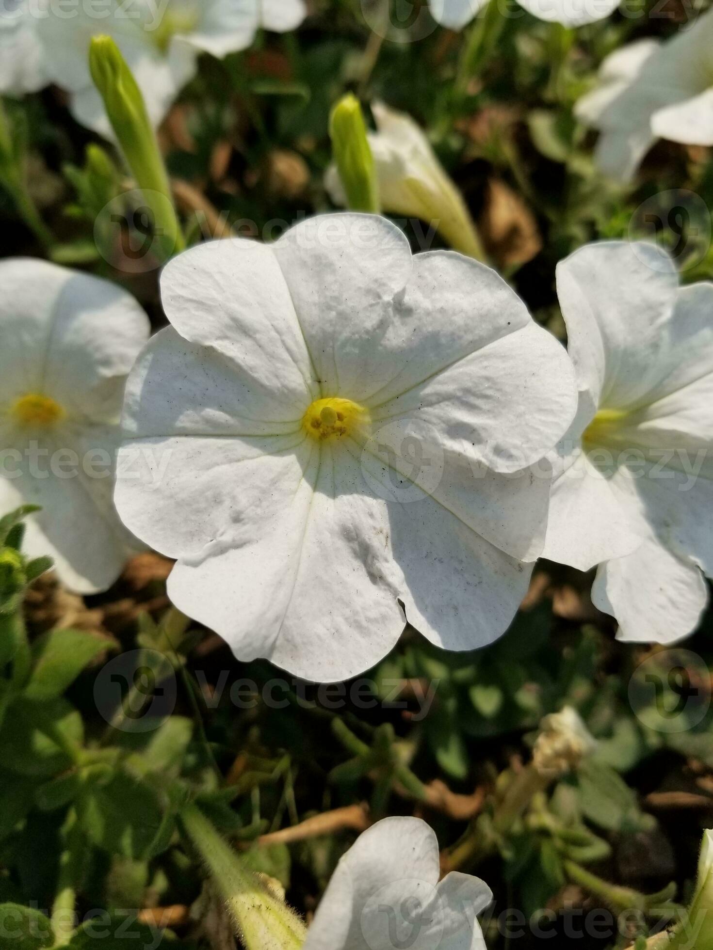 Surfinia, Petunia axillaris, the large white petunia, wild white ...