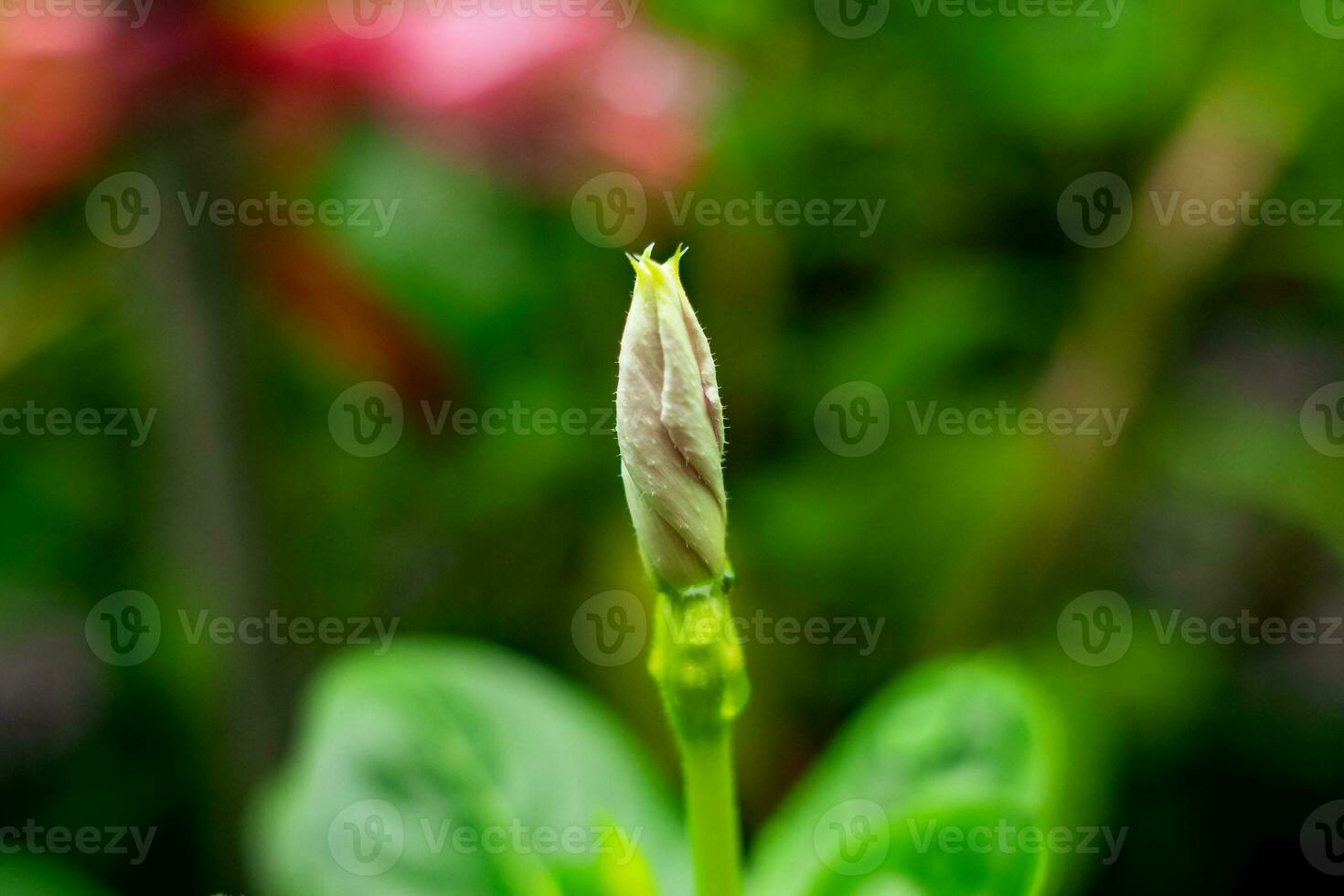 macro de un flor en contra verde azulado antecedentes con bokeh burbujas y ligero. superficial profundidad de campo y suave atención foto