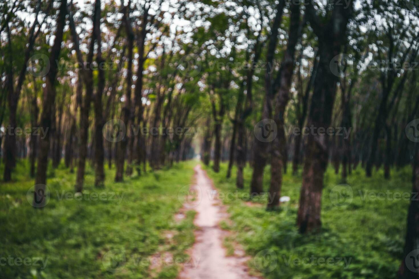 Rubber tree industrial forest. rubber plantation, rubber latex storage container, located in Vietnam. Selective focus photo