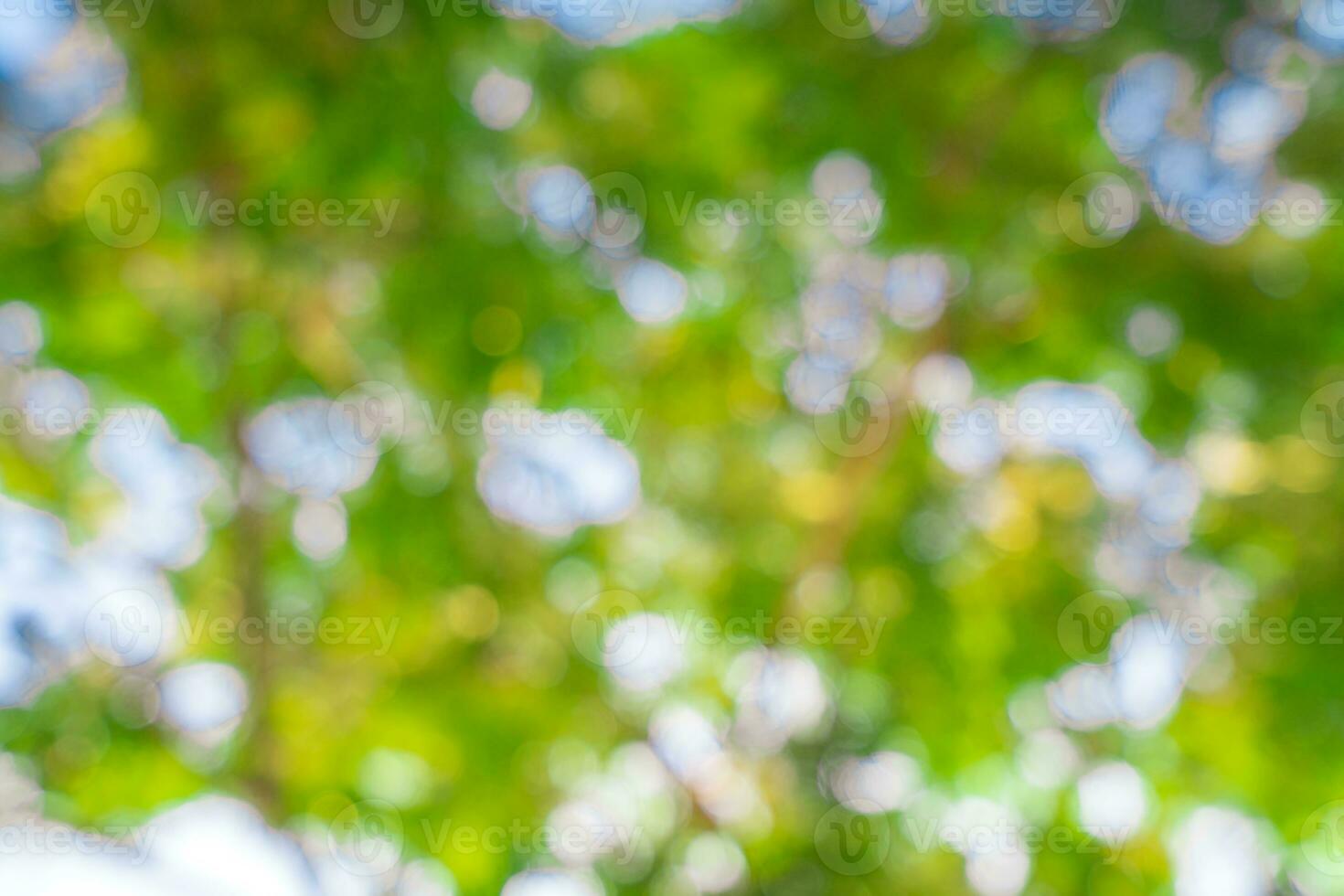 Blur of green natural tree in park background. photo
