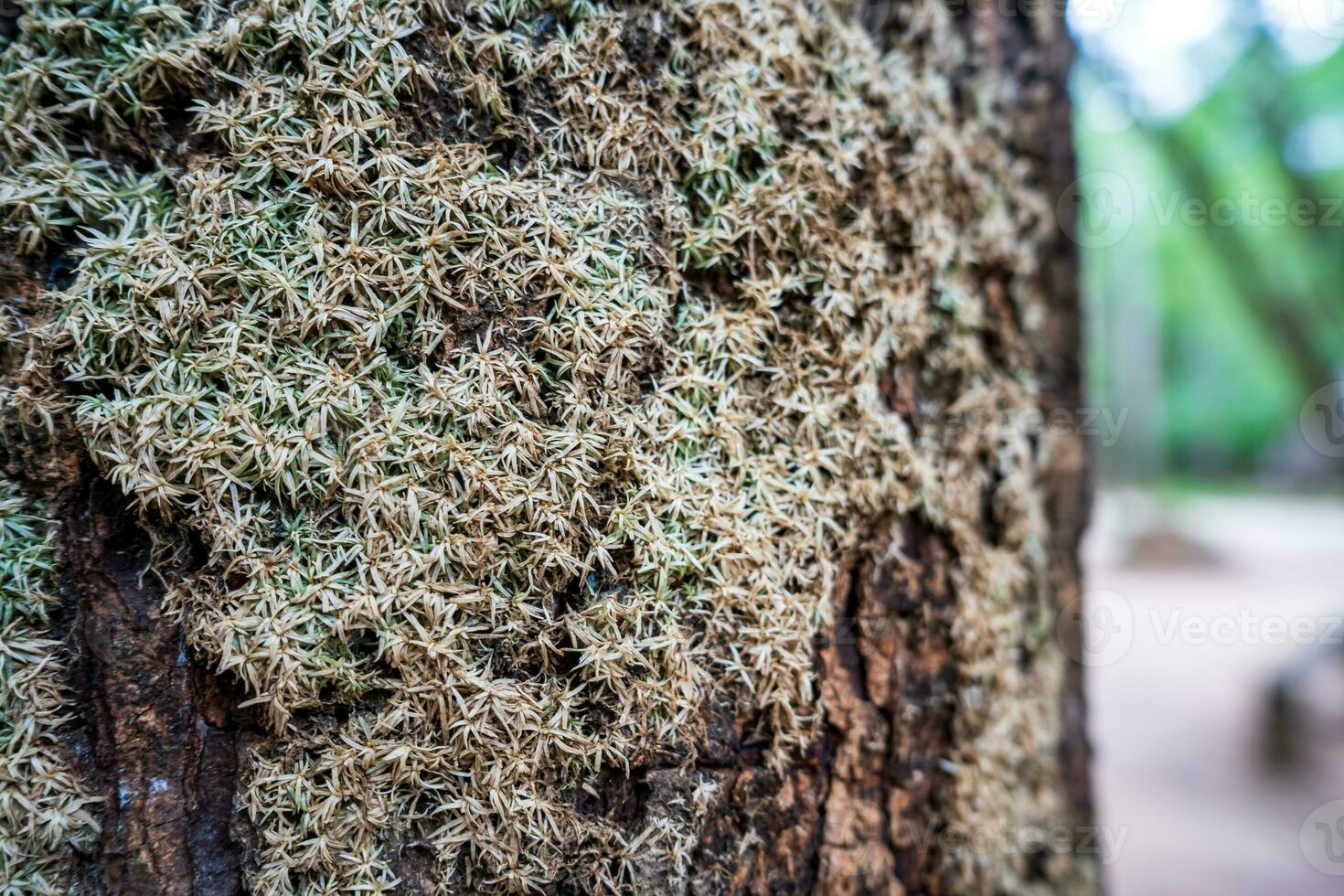 Xanthoria parietina, foliose, fungus, leafy, lichen common names common orange lichen, yellow scale, maritime sunburst lichen and shore lichen. photo