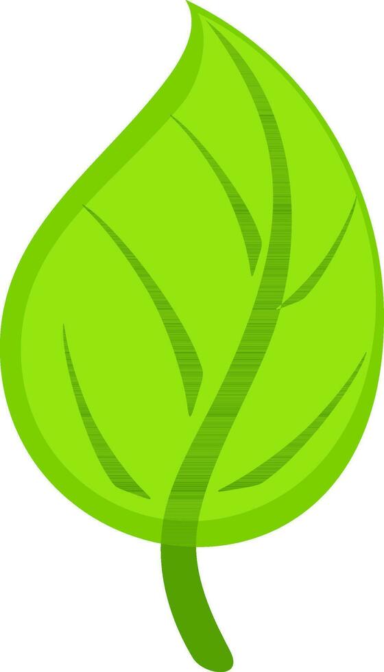 Illustration of green leaf. vector