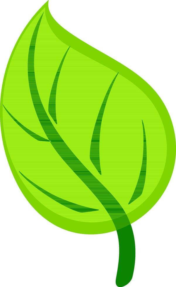 Illustration of green leaf. vector