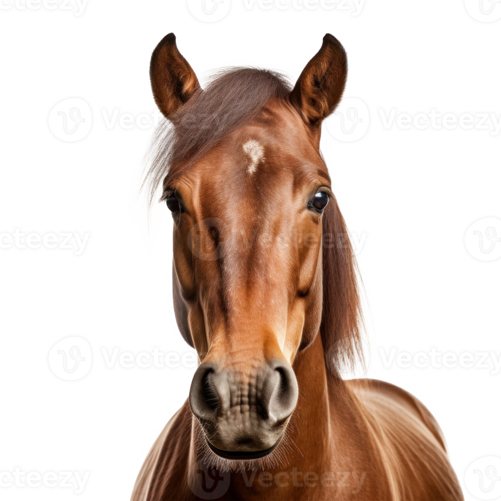 Horse portrait isolated. Illustration png