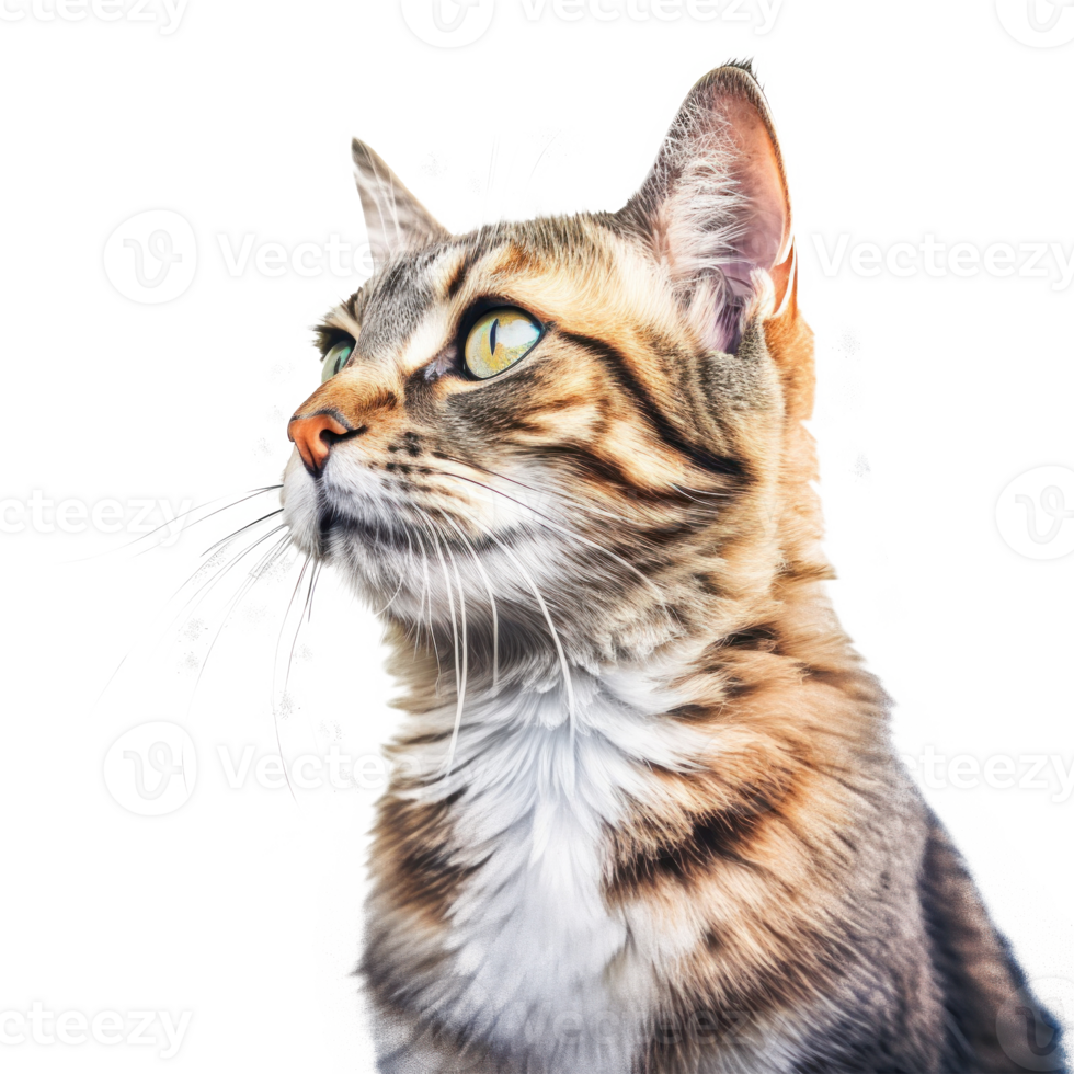 Cat portrait isolated. Illustration png