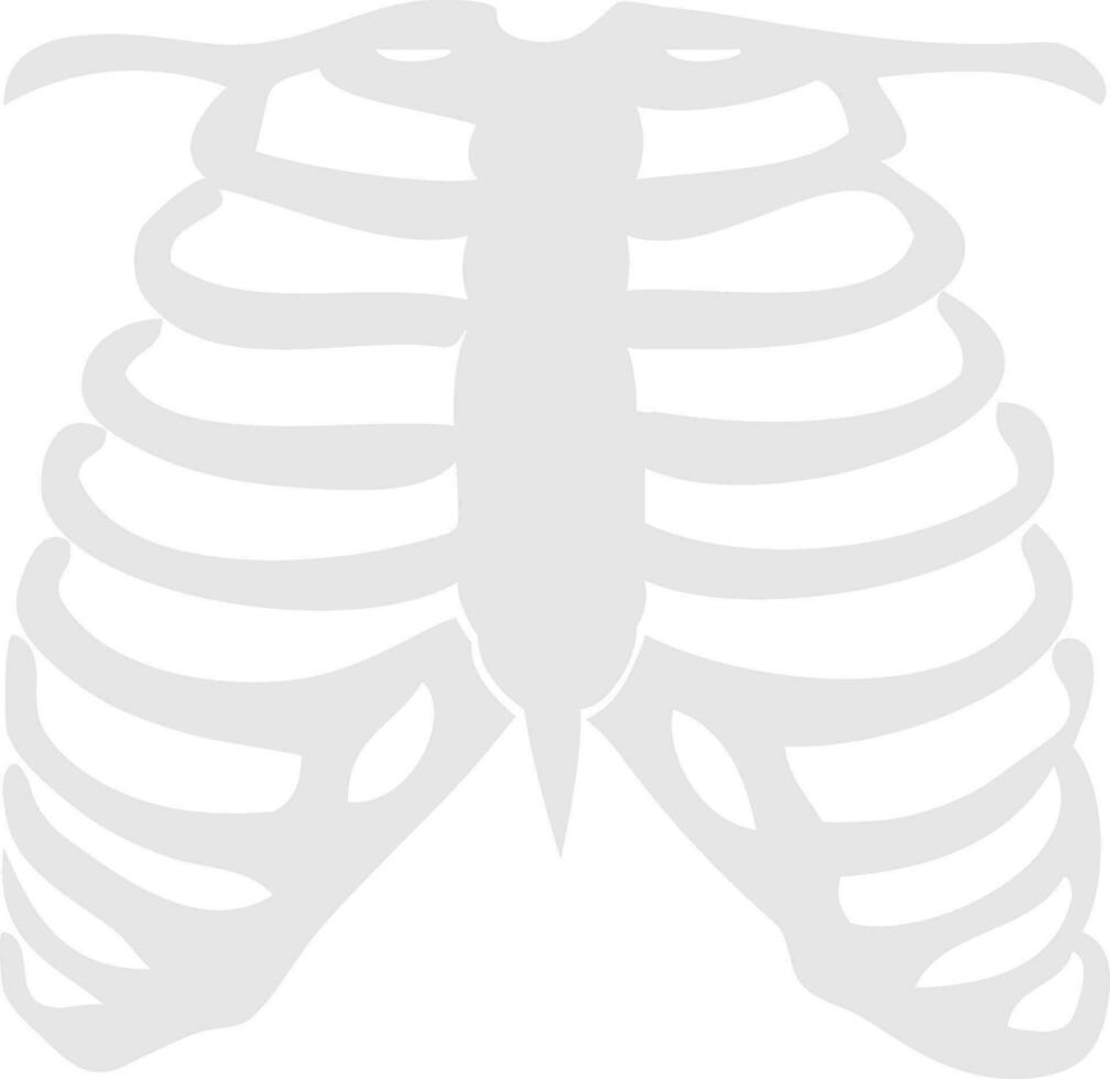 Vector illustration of human rib cage.