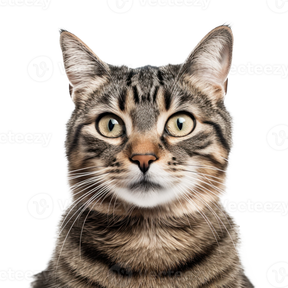 Cat portrait isolated. Illustration png