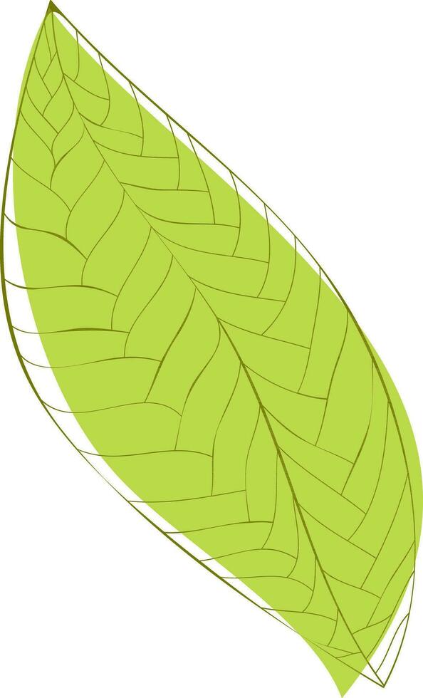 Illustration of green textured leaf. vector