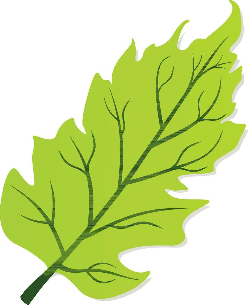 Flat style green maple leaf. vector