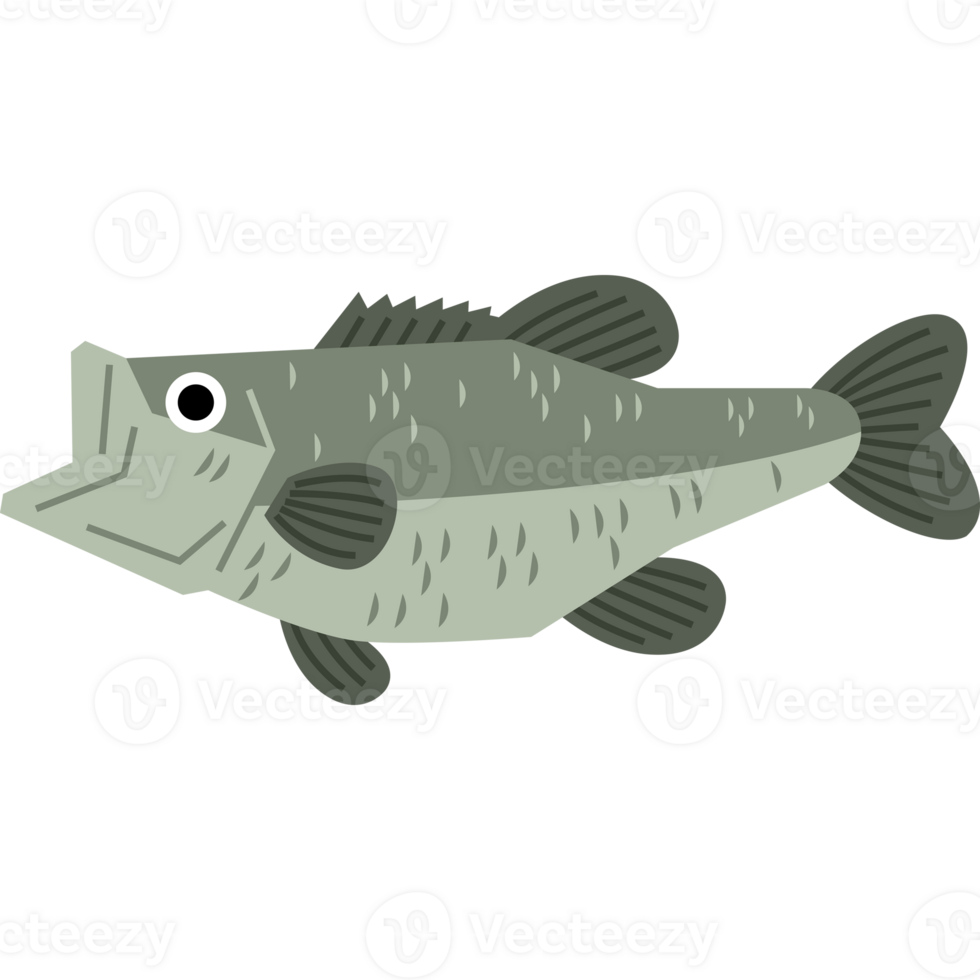Bass fish seafood  sea animal png