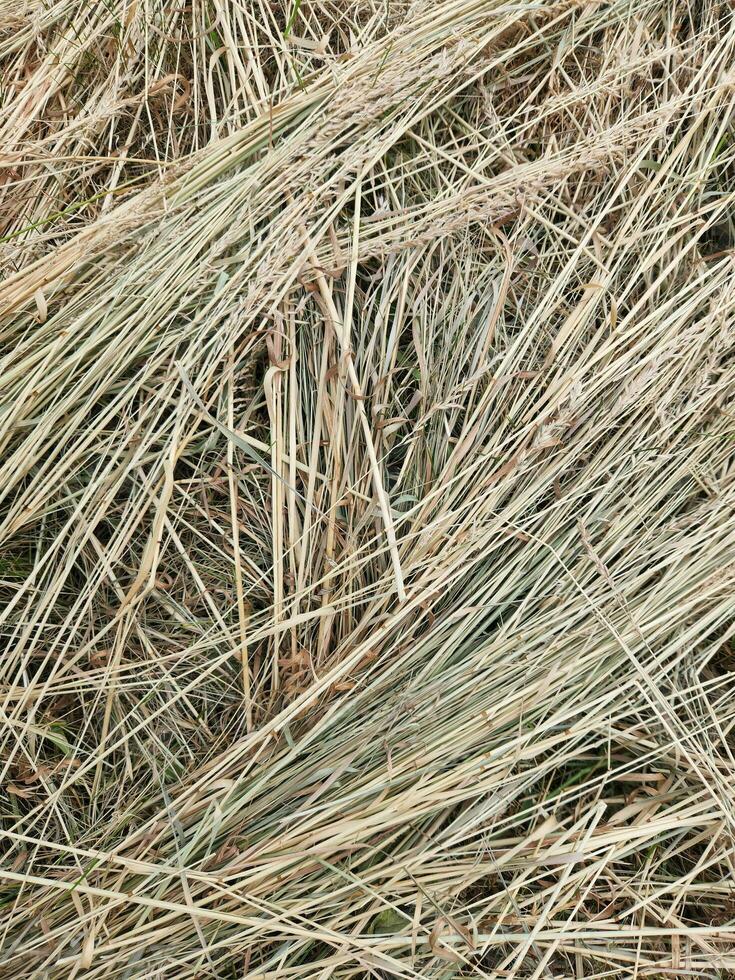 Dry grass. Dried cut grass. Hay. Dry grass background photo