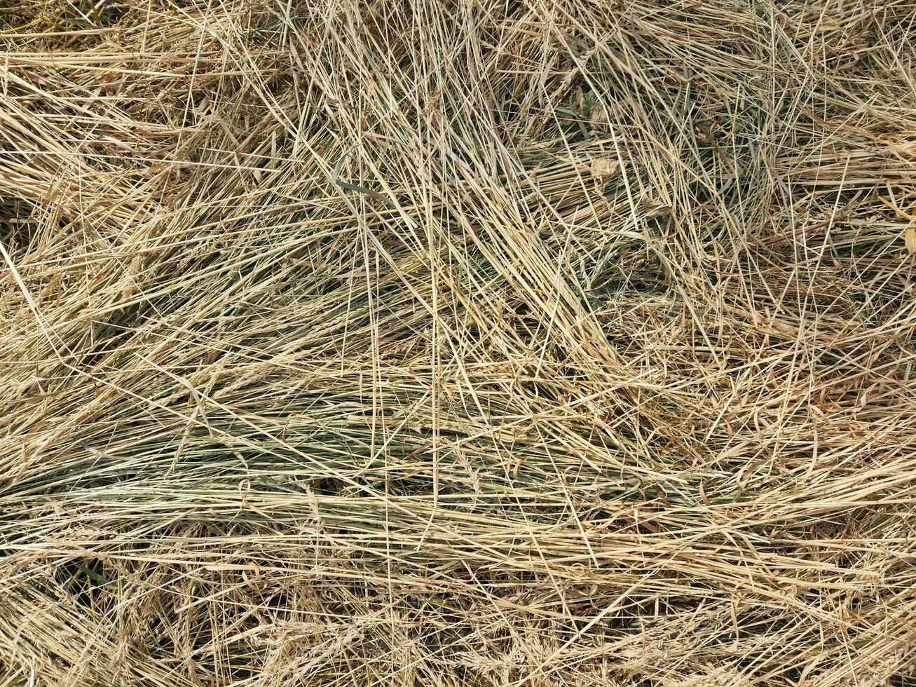 Dry grass. Dried cut grass. Hay. Dry grass background photo