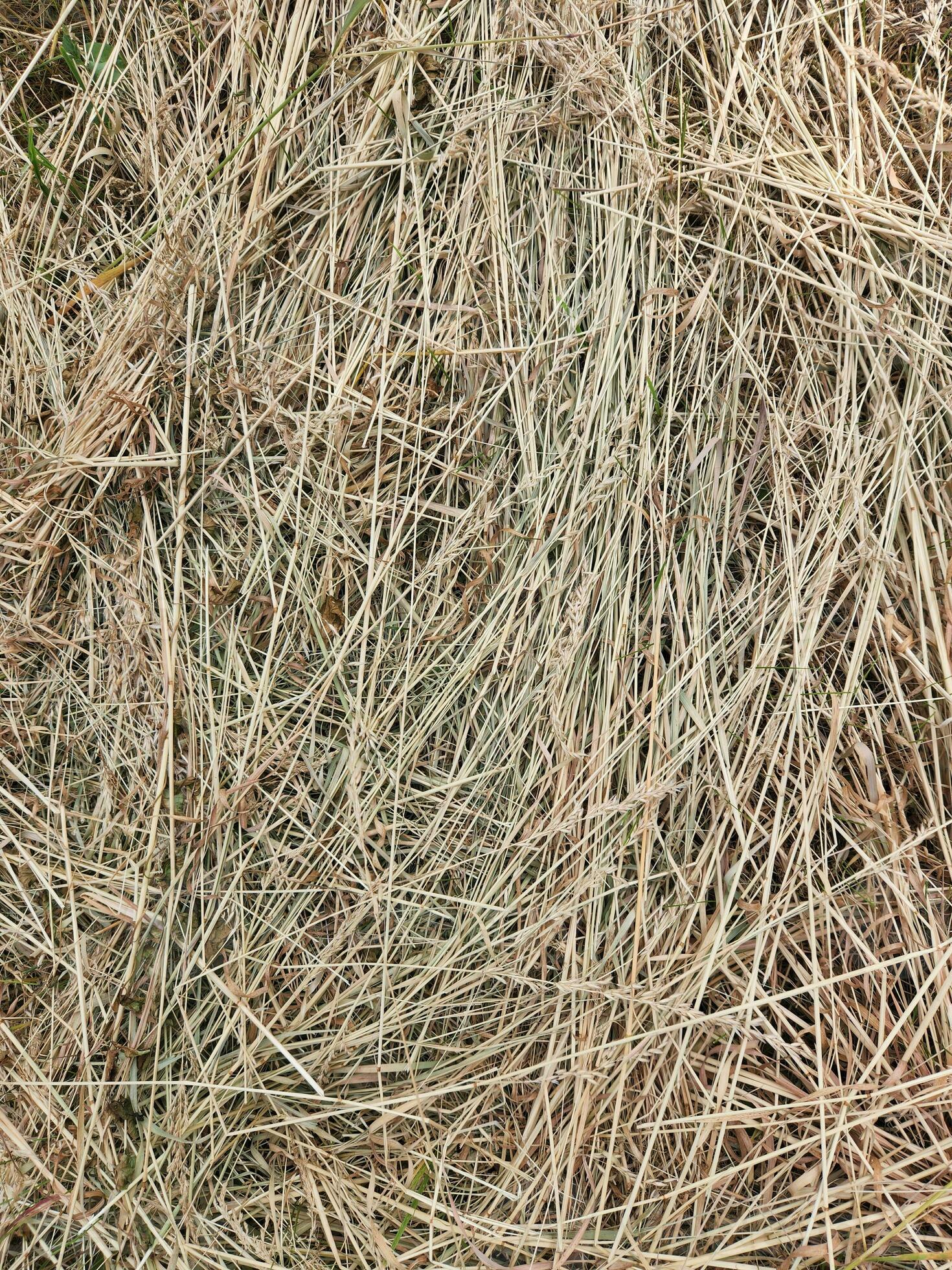 Dry grass. Dried cut grass. Hay. Dry grass background 24862860 Stock