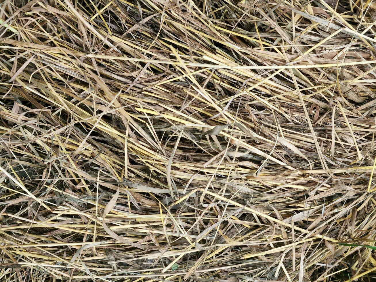 Dry grass. Dried cut grass. Hay. Dry grass background photo