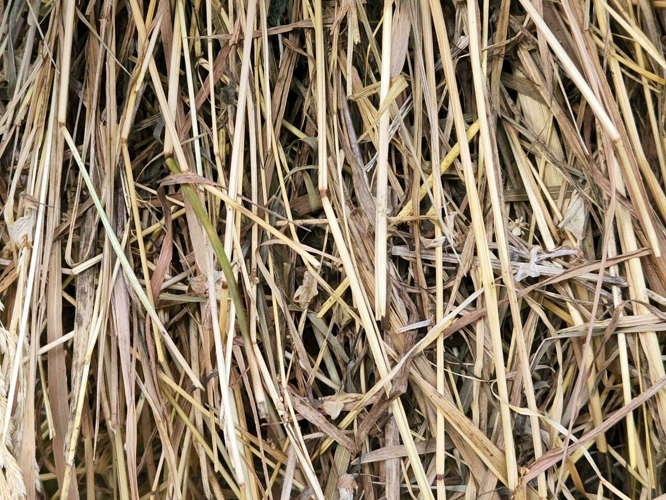 Dry grass. Dried cut grass. Hay. Dry grass background photo