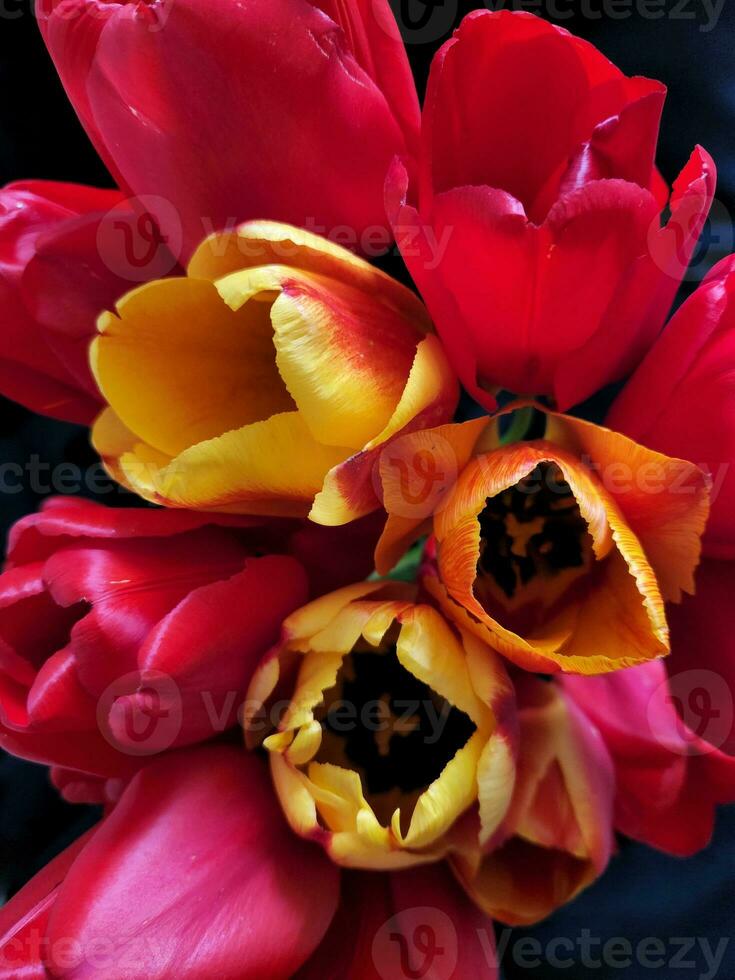 Red-yellow tulips. Bouquet of blooming tulips. Postcard with tulips. Background for a greeting card photo