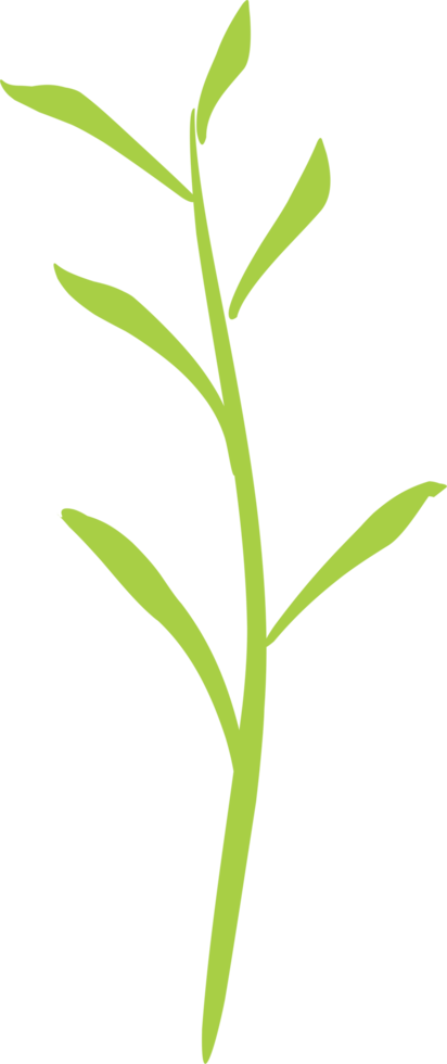 Green tea leaf 24864942 PNG