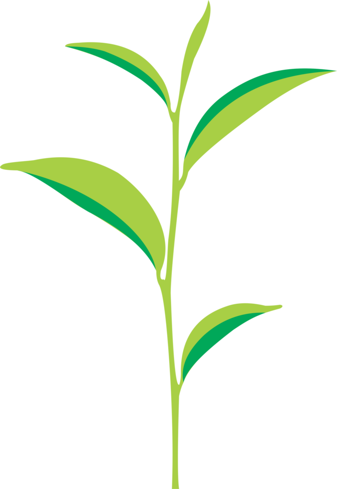 Green tea leaf png