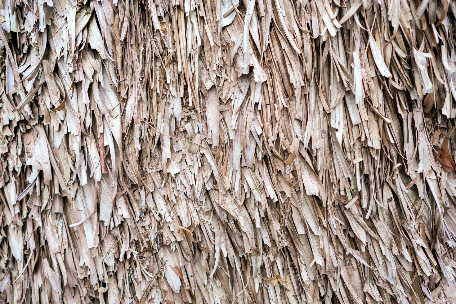Building or fence wall texture background with dry palm leaves, reed, bamboo, or straw. photo