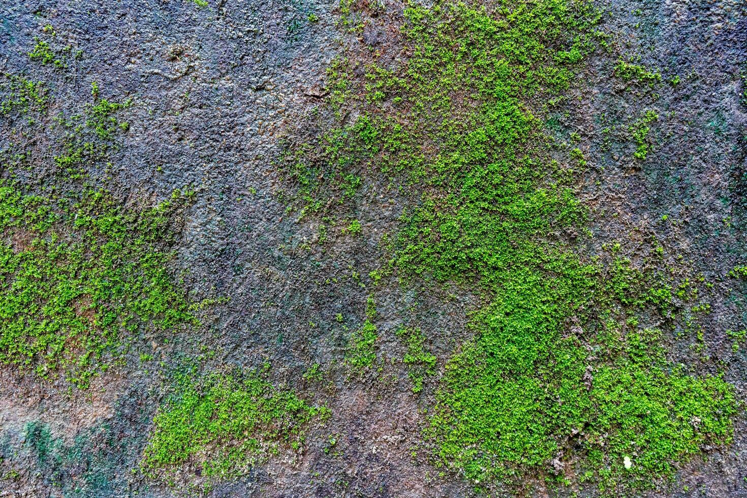 Closeup cement wall with moss photo