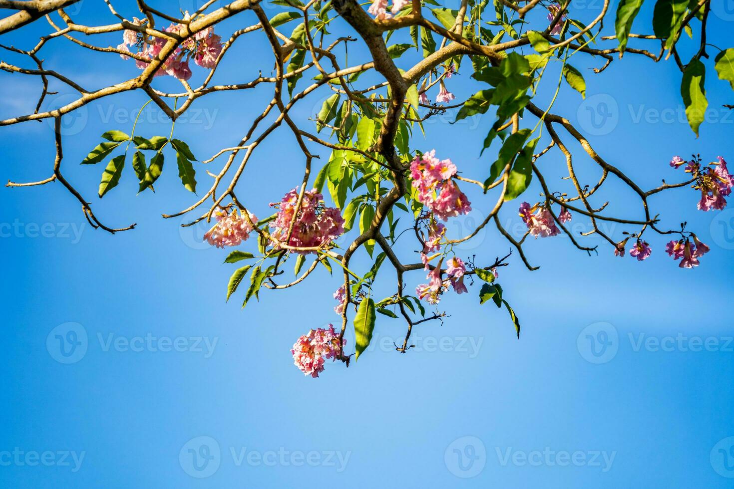 Pink blossom and green leaves on blue sky background. photo