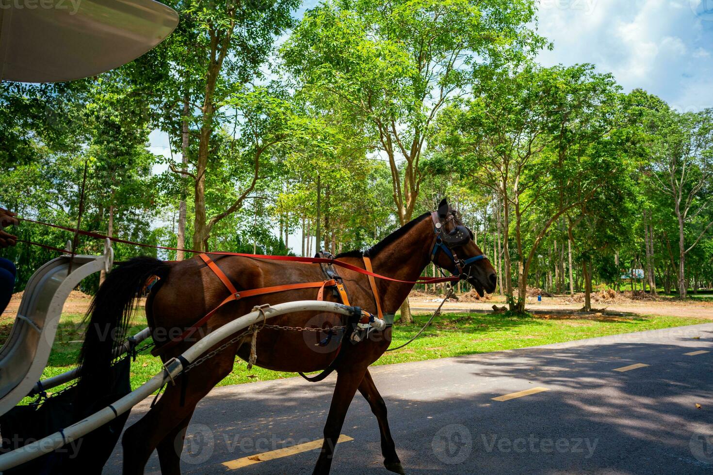 Horse and a beautiful old carriage in  Cu Chi, Vietnam. The historic district revolutionary beside Cu Chi tunnel, a famous base of revolutionary Vietnam before 1975. Travel concept photo