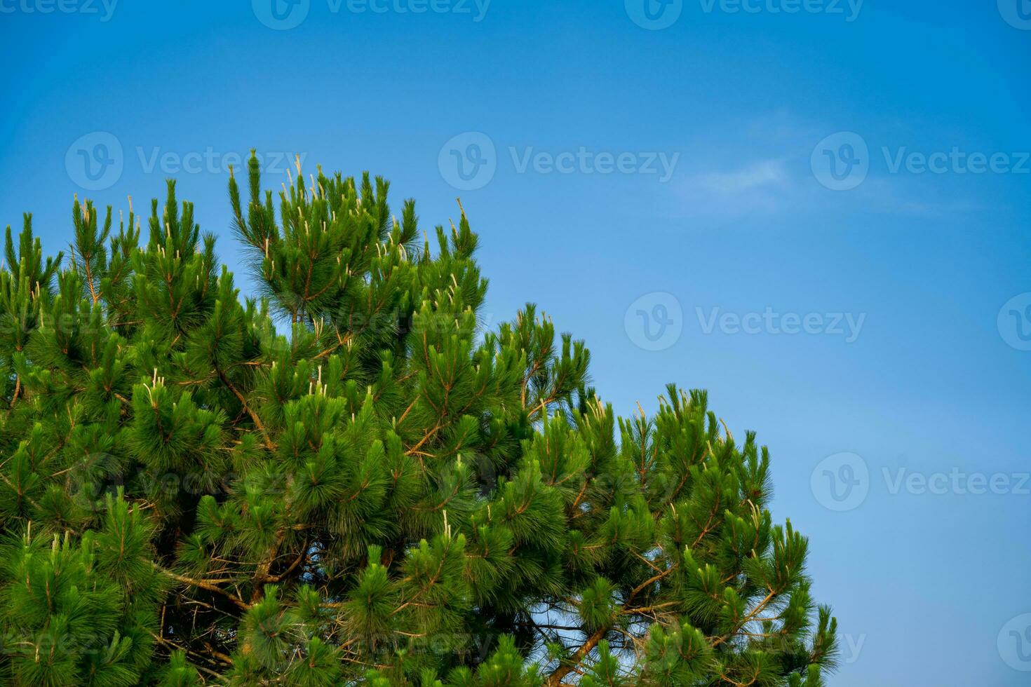 Green trees and a cloudy blue sky background photo