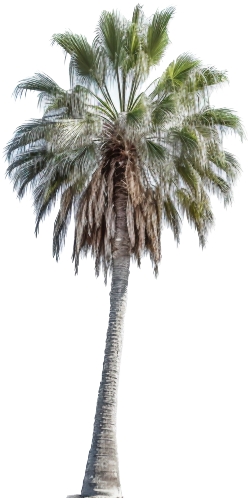 palm boom PNG met ai gegenereerd.