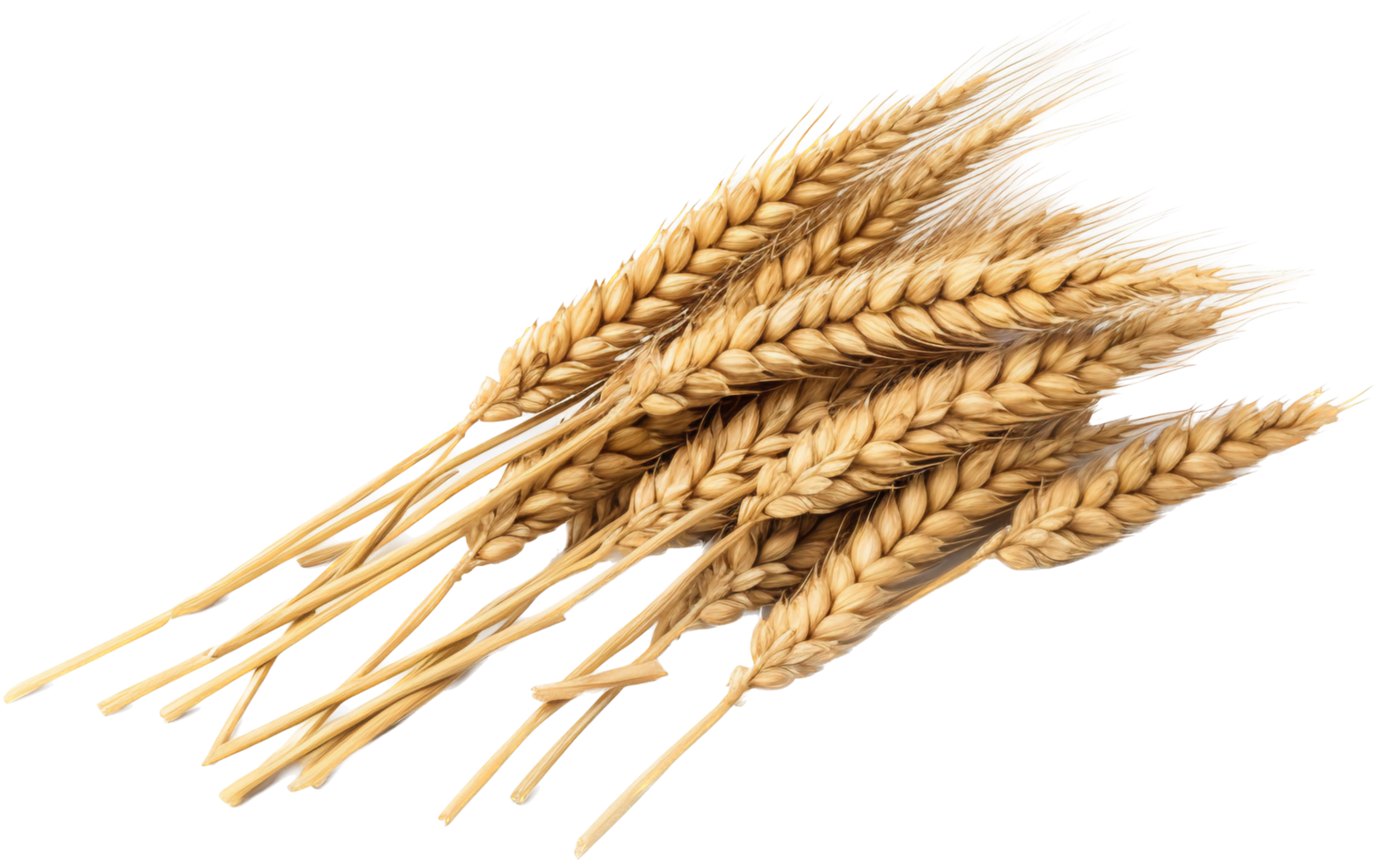 Wheat with . png