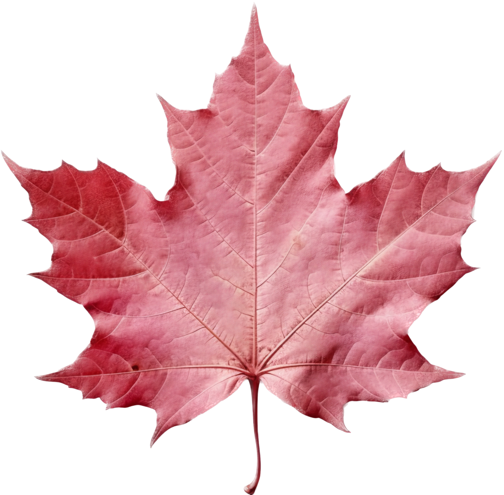 Maple leaf with . png