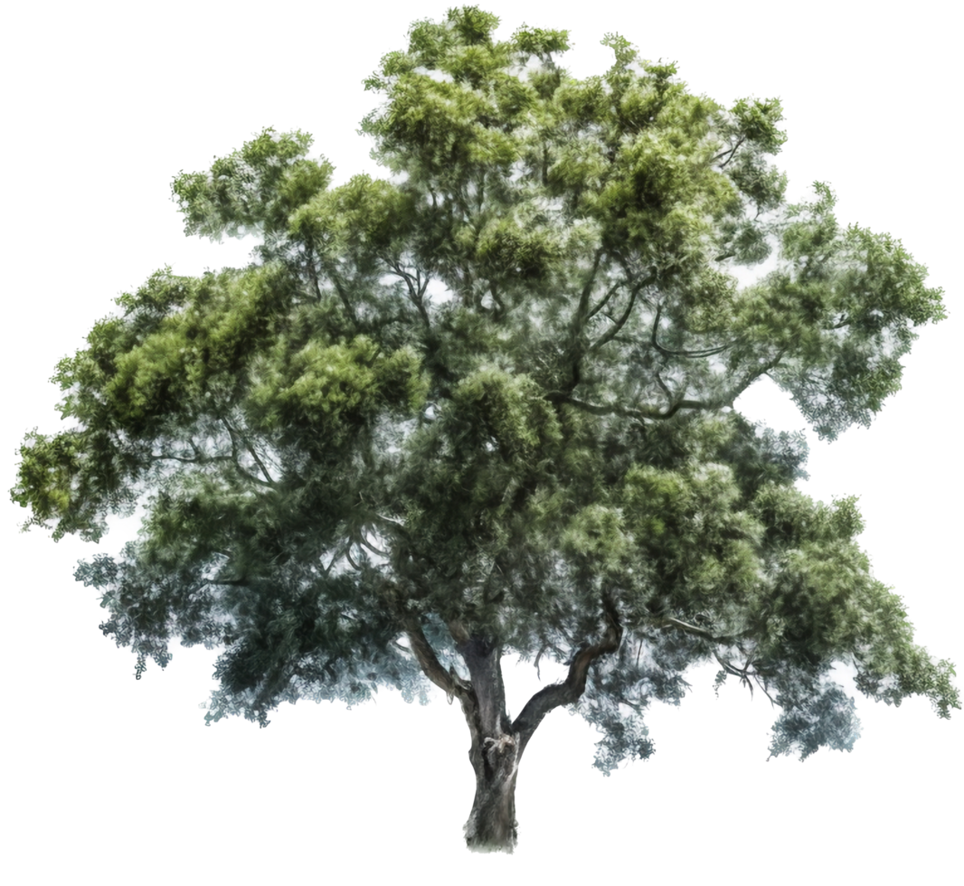 Tree png with AI generated.