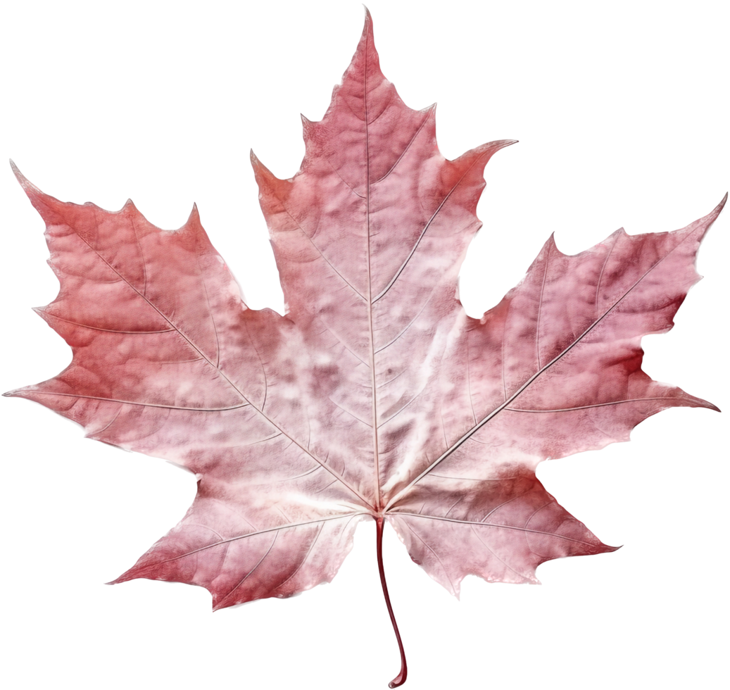 Maple leaf with . png