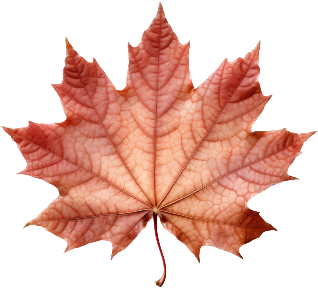 Maple leaf png with AI generated.