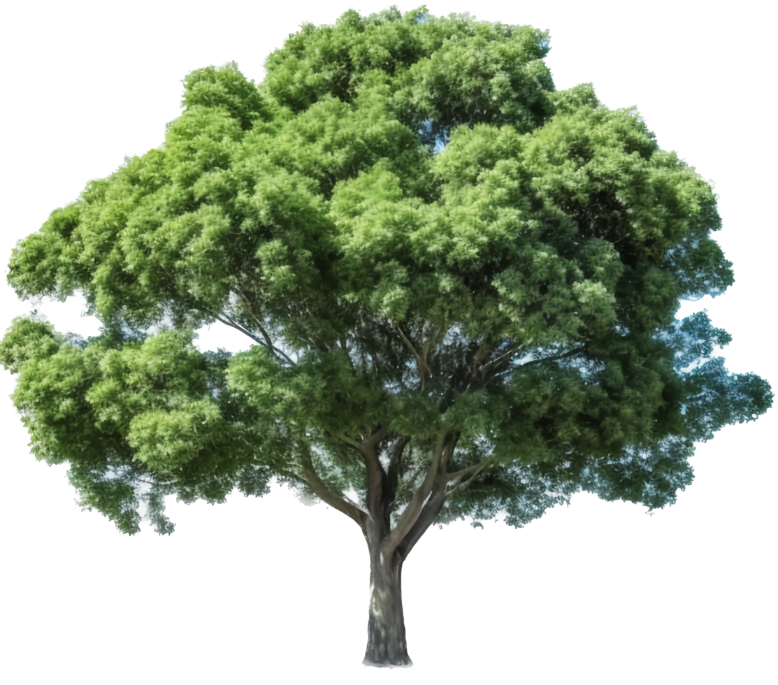 Tree with . png